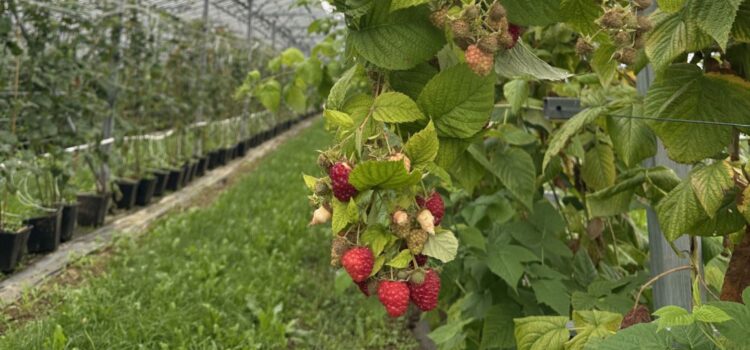 BiodIvErSe Stakeholdertreffen: Photovoltaik, Landwirtschaft und Biodiversität